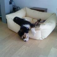 Blanding af racer Pongo