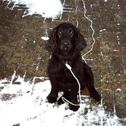 Flat coated retriever Simba