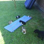 Blanding af racer Pongo