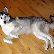 Alaskan malamute Malli