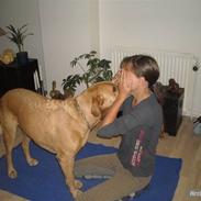 Labrador retriever Figo [minstjernehund]
