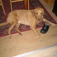 Labrador retriever Figo [minstjernehund]