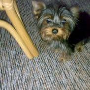 Yorkshire terrier ilka karina