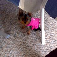 Yorkshire terrier ilka karina