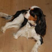 Cavalier king charles spaniel Annexgårdens Yvonne           RIP 2009