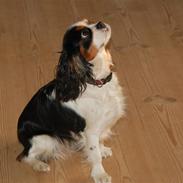Cavalier king charles spaniel Annexgårdens Yvonne           RIP 2009