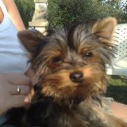 Yorkshire terrier ilka karina