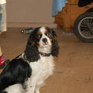 Cavalier king charles spaniel Annexgårdens Yvonne           RIP 2009