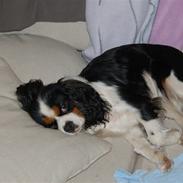 Cavalier king charles spaniel Annexgårdens Yvonne           RIP 2009