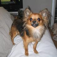 Chihuahua NOAH
