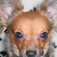 Chihuahua NOAH