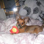 Chihuahua NOAH