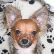 Chihuahua NOAH