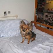 Chihuahua NOAH
