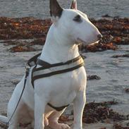 Bullterrier ALF  R.I.P savner dig ven