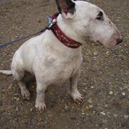 Bullterrier ALF  R.I.P savner dig ven