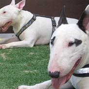 Bullterrier ALF  R.I.P savner dig ven