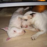 Bullterrier ALF  R.I.P savner dig ven