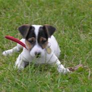 Dansk svensk gaardhund tøzen