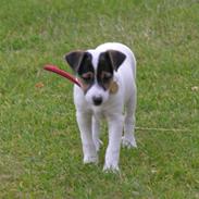 Dansk svensk gaardhund tøzen