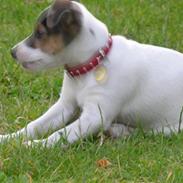 Dansk svensk gaardhund tøzen