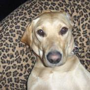 Labrador retriever Sisse R.I.P Elsker dig