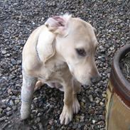 Labrador retriever Sisse R.I.P Elsker dig