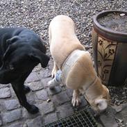 Labrador retriever Sisse R.I.P Elsker dig