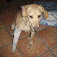 Labrador retriever Sisse R.I.P Elsker dig