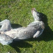 Ruhåret hønsehund cika