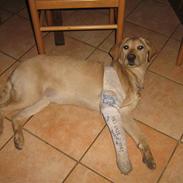 Labrador retriever Sisse R.I.P Elsker dig