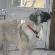 Kangal DUMAN