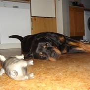 Rottweiler Slambert Maximus