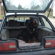 Rottweiler Slambert Maximus