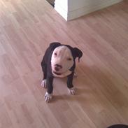Amerikansk staffordshire terrier Tyson
