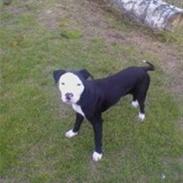 Amerikansk staffordshire terrier Tyson