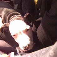 Amerikansk staffordshire terrier Tyson