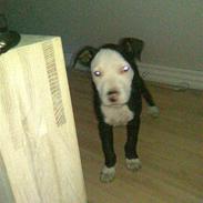 Amerikansk staffordshire terrier Tyson