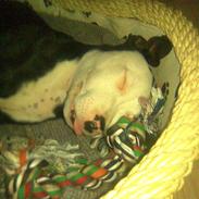 Amerikansk staffordshire terrier Tyson