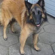 Belgisk hyrdehund Chitto'snmukkeste tæve.