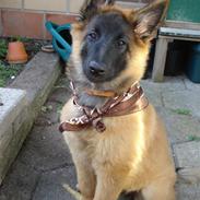 Belgisk hyrdehund Chitto'snmukkeste tæve.