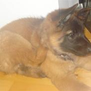 Belgisk hyrdehund Chitto'snmukkeste tæve.