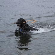 Labrador retriever Basse(Bastian)