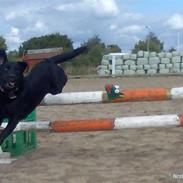 Labrador retriever Basse(Bastian)