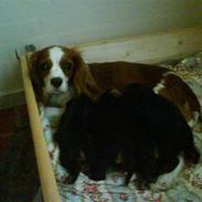 Cavalier king charles spaniel CF´S-CITA-KA (Frida)