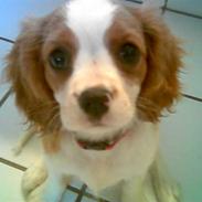 Cavalier king charles spaniel CF´S-CITA-KA (Frida)