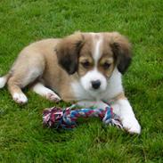 Blanding af racer Balou