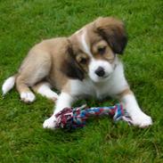 Blanding af racer Balou