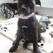 Staffordshire bull terrier Kahlua