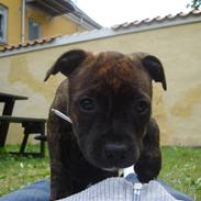 Staffordshire bull terrier Kahlua